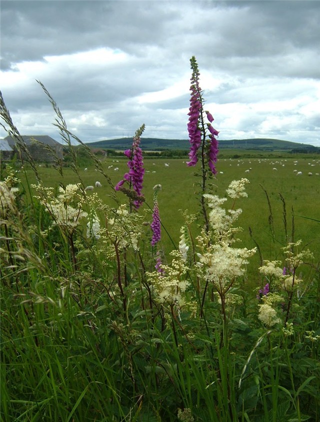 Filipendula ulmaria 1