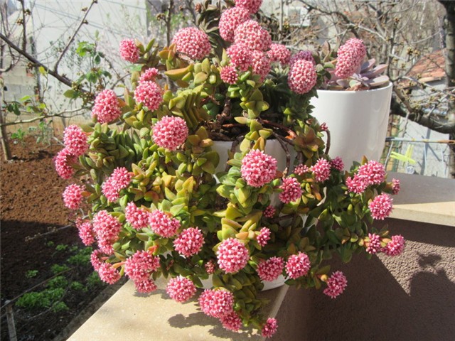 crassula1