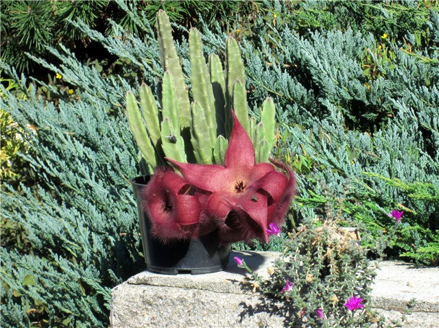 stapelia, trichodiadema