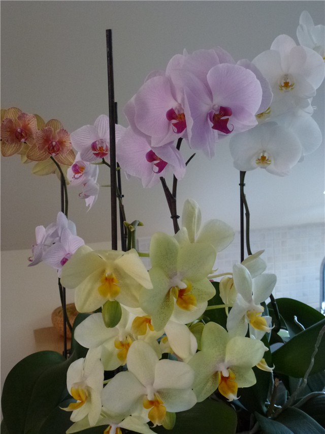 orhideje skupna