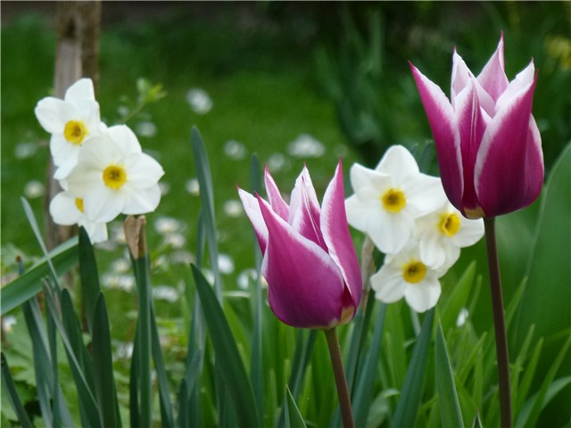 tulipani ljubičasti bijeli rub