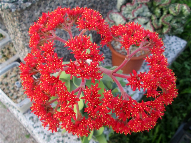 Crassula falcata