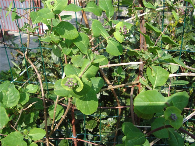 lonicera