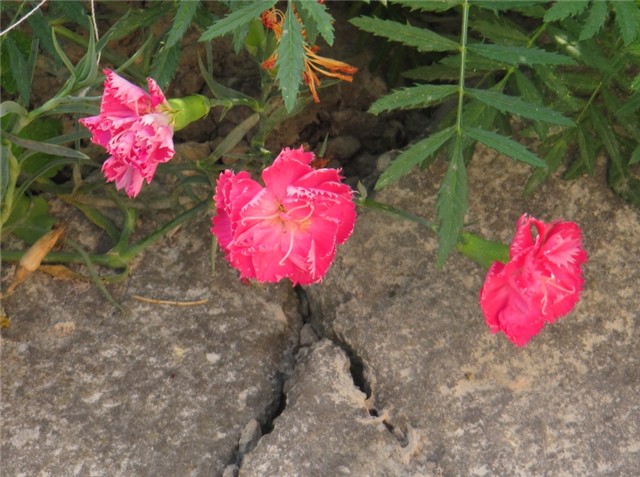 Karanfilčeki