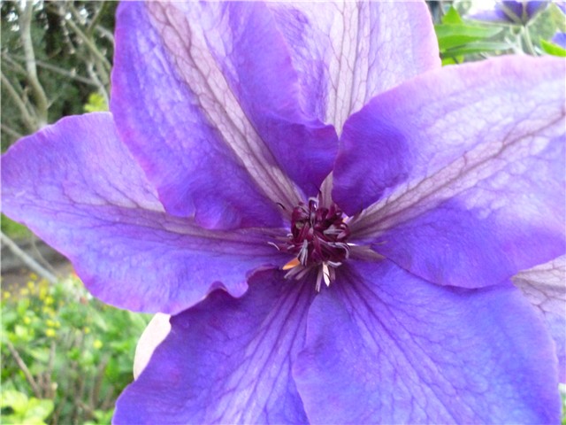 clematis