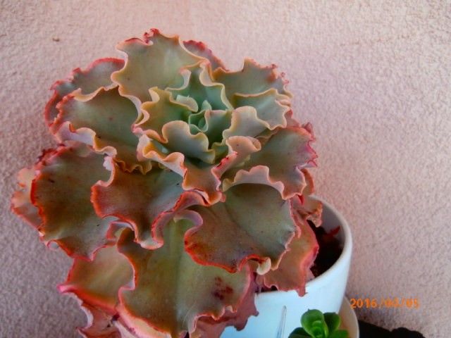 echeveria2