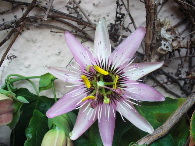 Isusova kruna lat.Passiflora