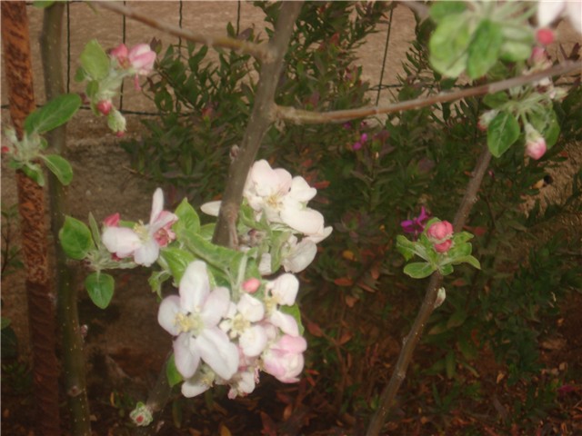 jabuka u cvatu