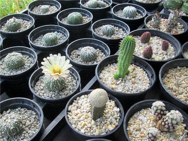 astrophytum super kabuto