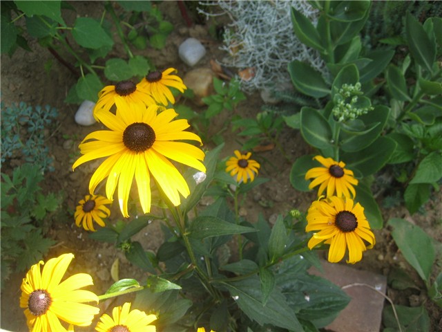 Rudbekija