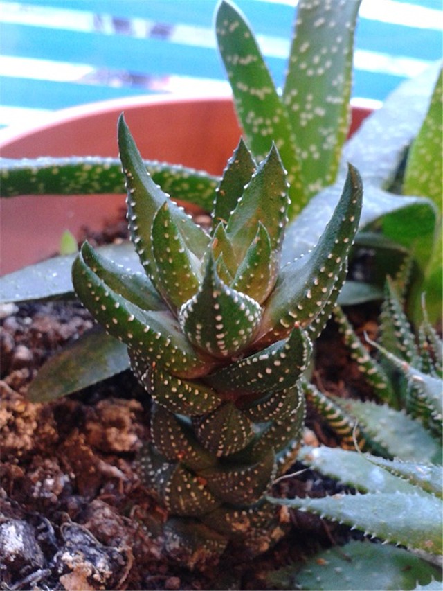 haworthia