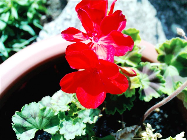 pelargonija