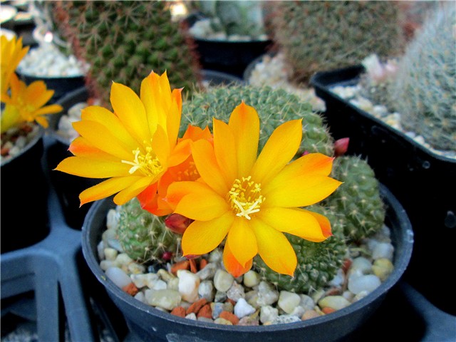 Rebutia marsoneri 