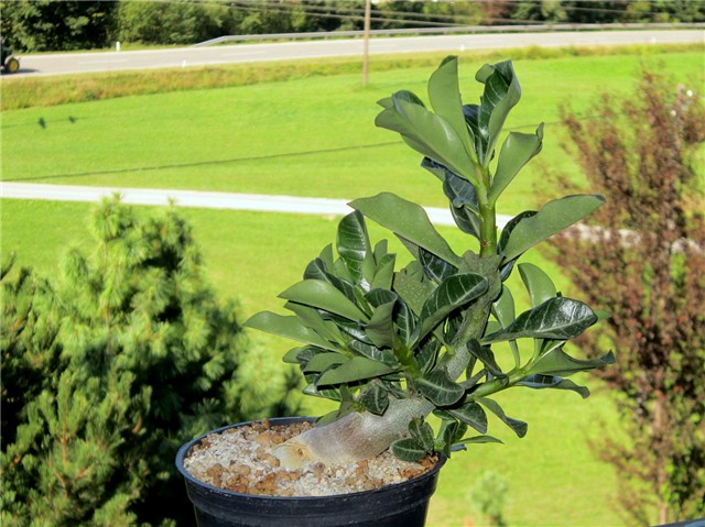 Adenium obesum