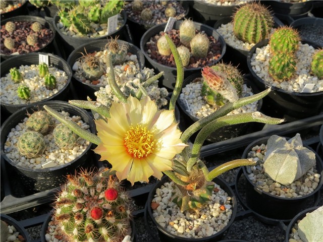 Astrophytum caput medusae                           