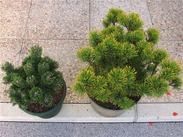 Pinus mugo Sherwood Compact, P.m. Carstens