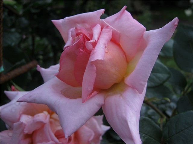 ruže roze