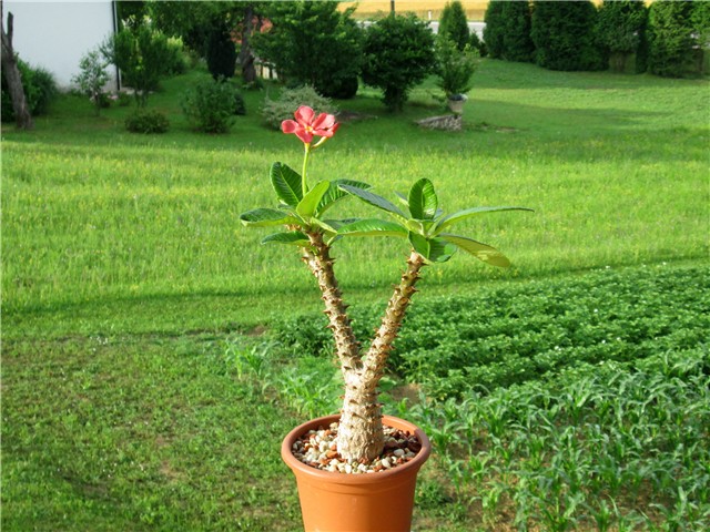 pachypodium baronii var. windsorii 