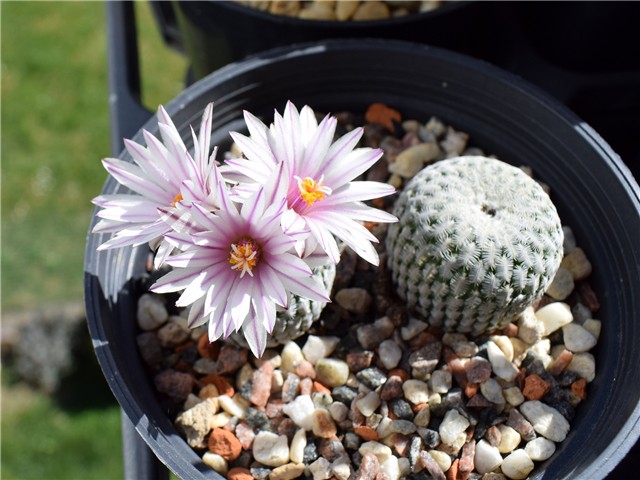 Turbinicarpus pseudopectinatus