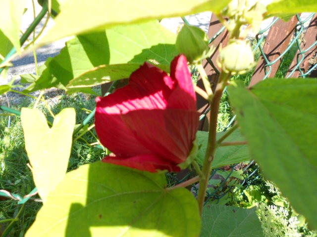 močvarni hibiskus