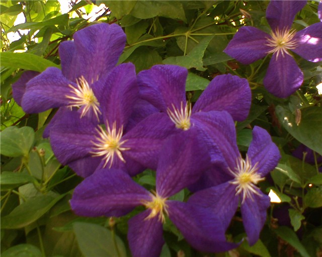 Clematis cvjet