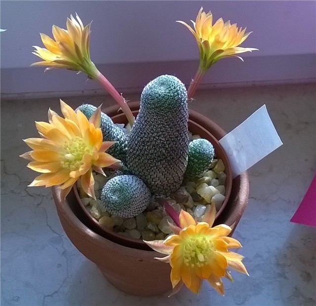 rebutia