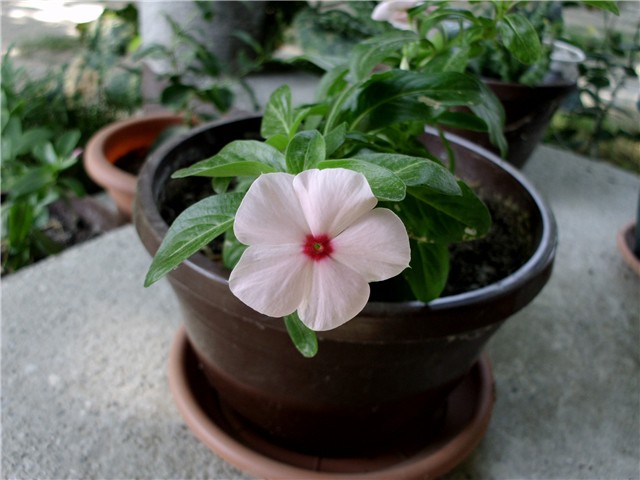 vinca2