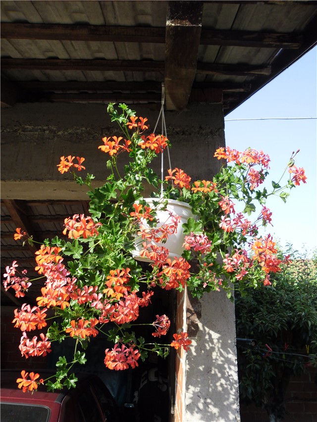 pelargonije