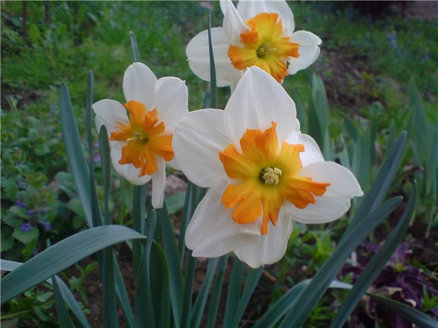 narcisi