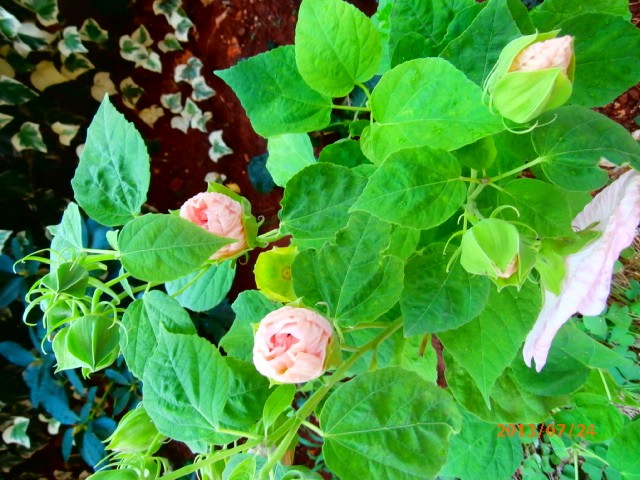 močvarni hibiskus