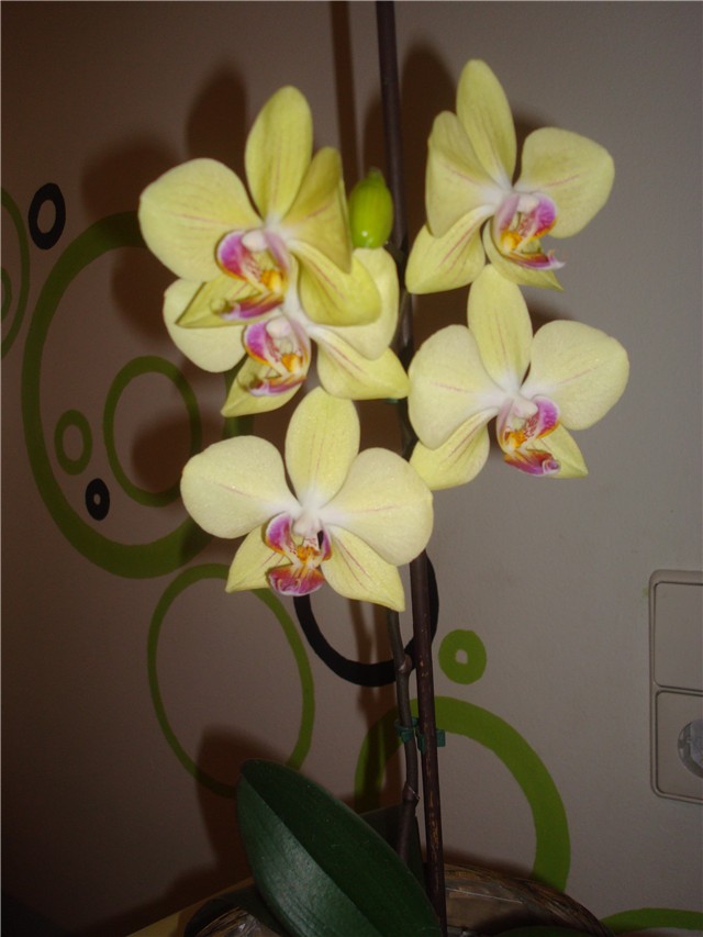 Phalaeonopsis