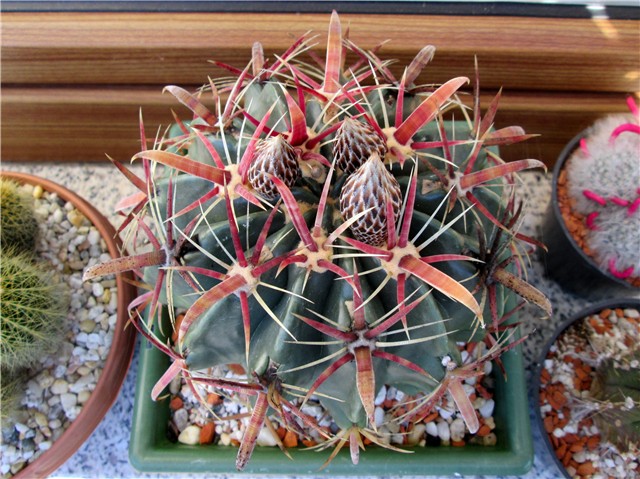 ferocactus latispinus