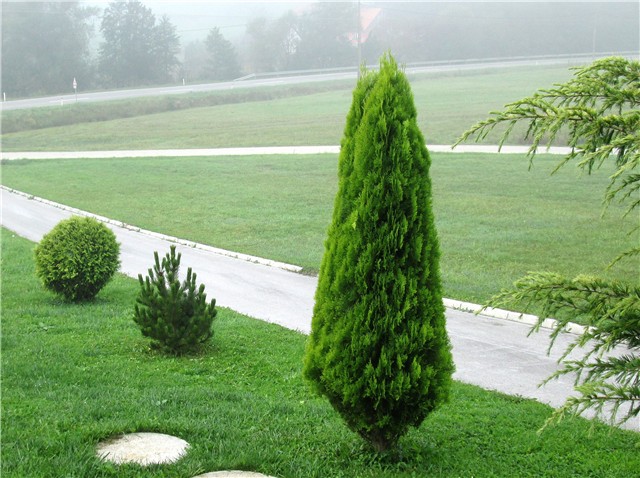 Pinus leucodermis  