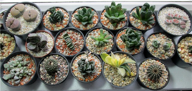 haworthia