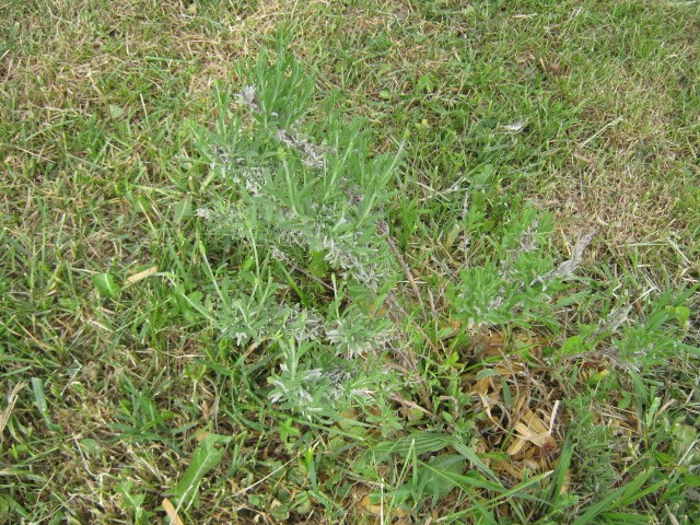 lavanda