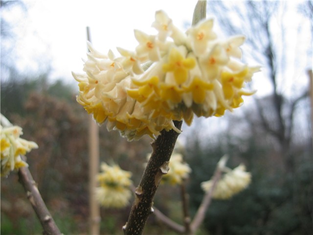 Edgeworthia