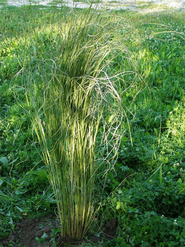 Pampas BigMama