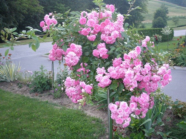 ruže stab. roza