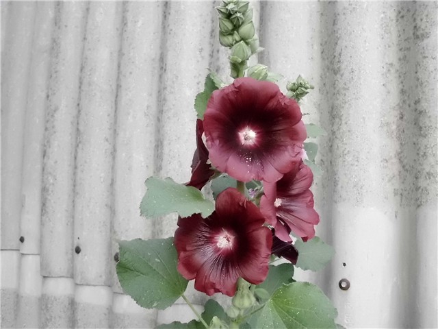 alcea rosea