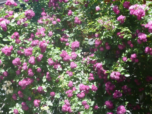 blue magenta