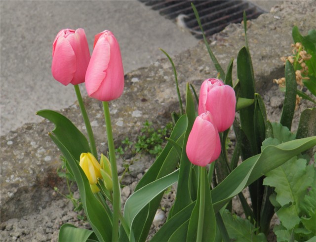 Tulipani