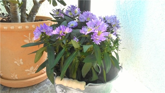 moj balkon