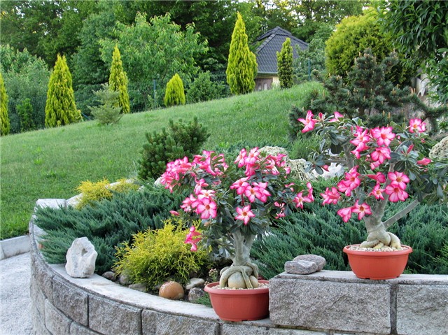 Adenium obesum
