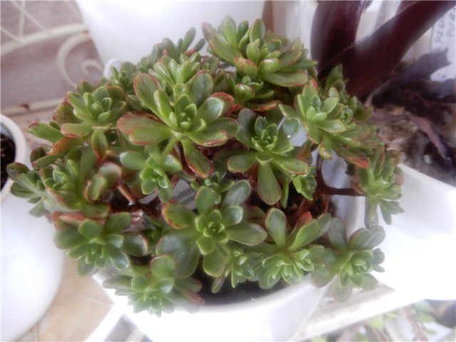 aeonium1