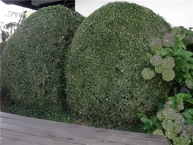 buxus, šimšir1