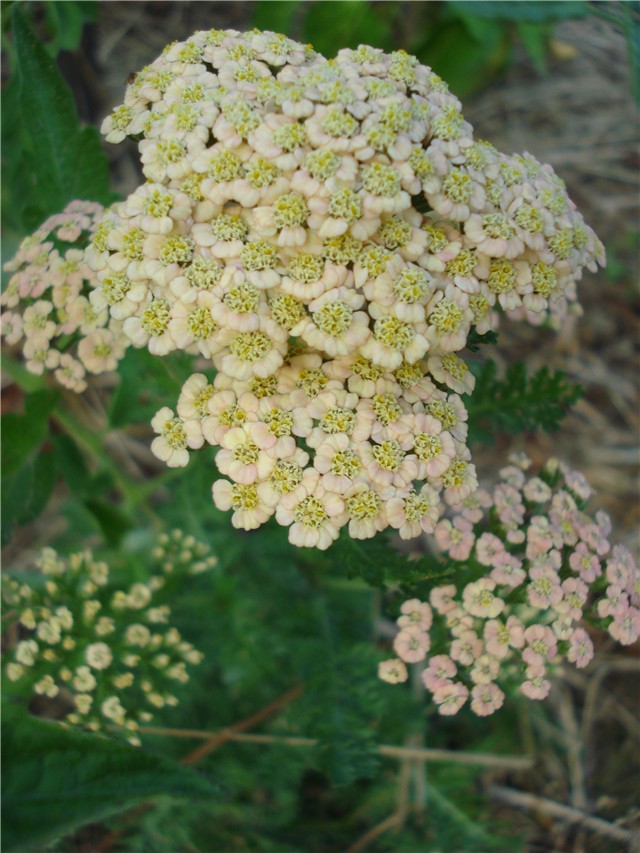 Achillea