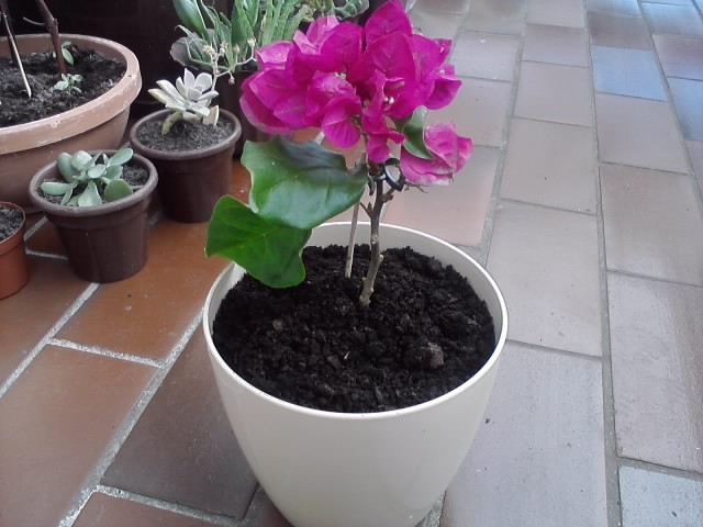 bugenvilla Vera3