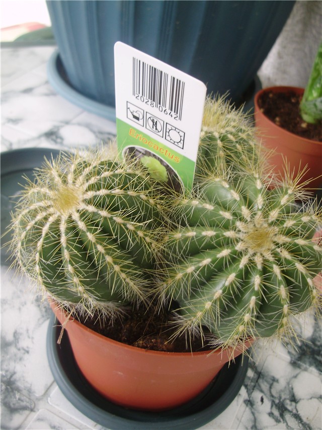 eriocactus
