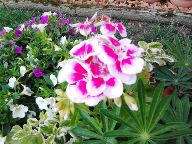 pelargonija