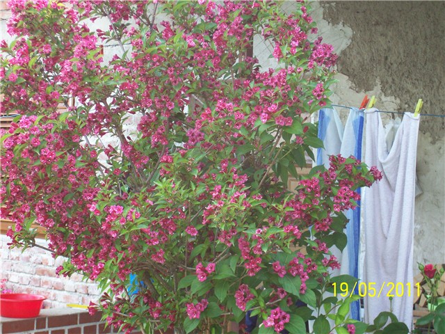 Weigela